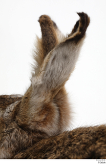 Hare  1 ear 0008.jpg